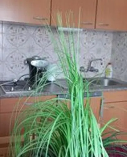 Anna Apartamento